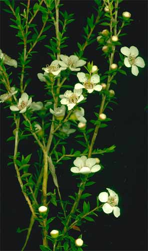 MANUKA - Leptospermum scoparium