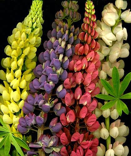 RUSSELL LUPINS - Lupinus 'Carnival Mixture'