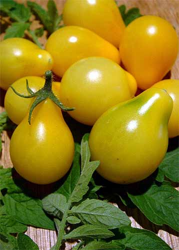 TOMATO 'Yellow Pear' - Lycopersicon esculentum