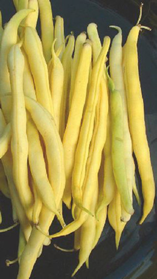 BEAN - BUSH 'Cherokee Wax' (Butter) - Phaseolus vulgaris