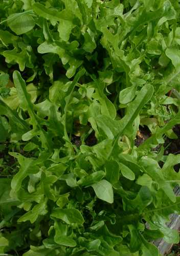 Lettuce 'Oak Leaf Green' - Lactuca sativa
