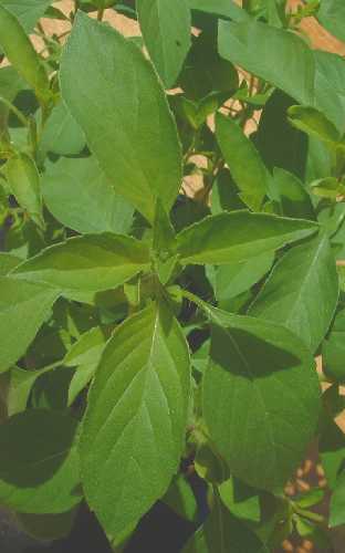 BASIL 'Mrs Burns Lemon' - Ocimum basilicum cv.citridorum