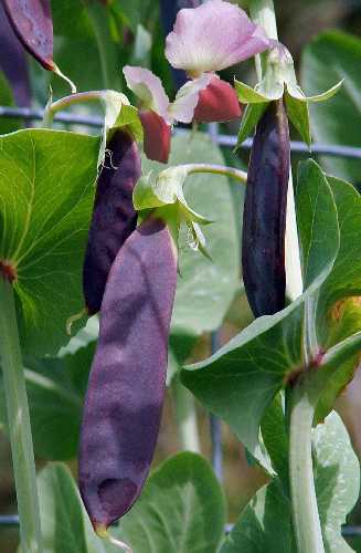 PEAS  'Purple Podded' - Pisum sativum var. arvense