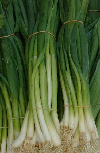 Spring Onion, Classic Bunching - Allium fistulosum