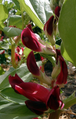 BEAN - BROAD ‘Crimson Flowering’ - Vicia faba
