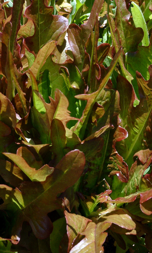 Lettuce 'Oak Leaf Red' - Lactuca sativa