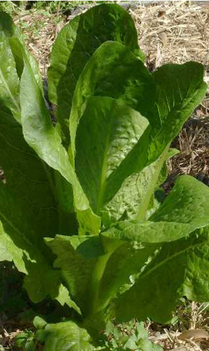 Lettuce 'Parris Island Cos' - Lactuca sativa