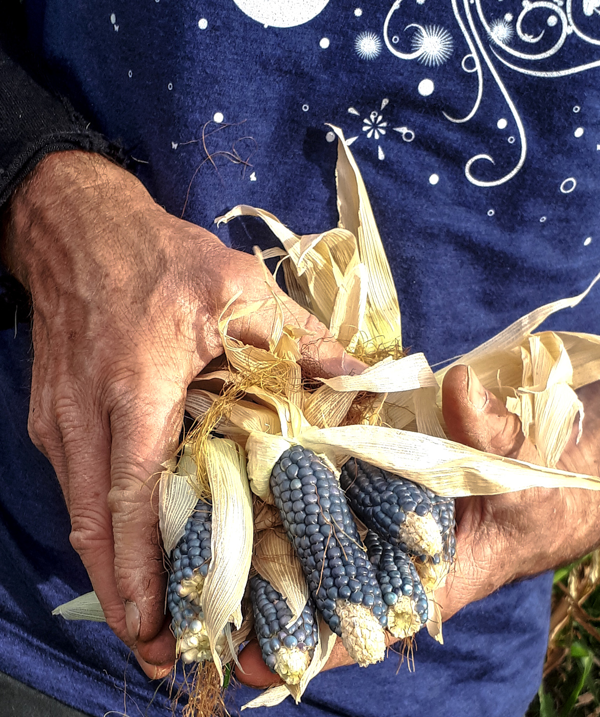Hands holding blue corn cob