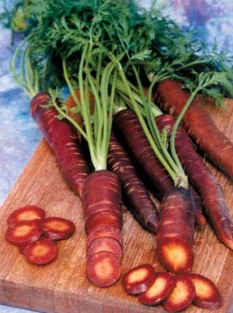 Carrot Purple Dayz