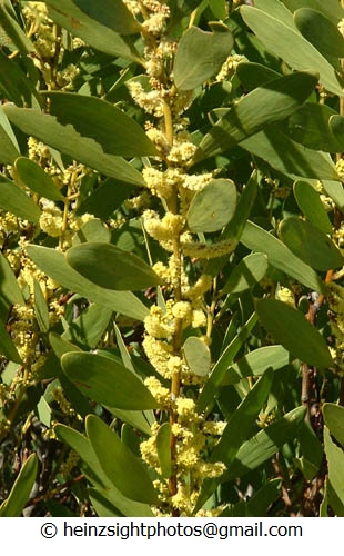 COASTAL WATTLE - Acacia sophorae