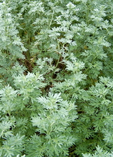 ABSINTHE WORMWOOD  - Artemisia absinthium