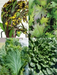 'Asian Cool' Greens Mix - Brassica spp.