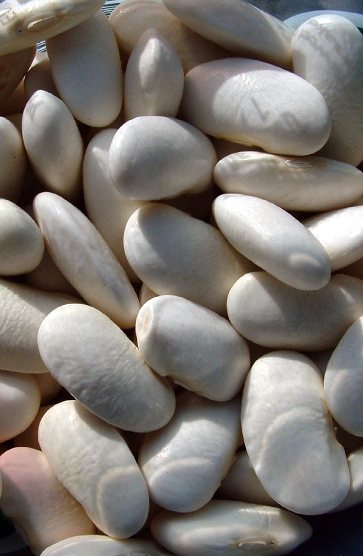  Runner Bean 'White Dutch' - Phaseolus coccineus ‘Alba’