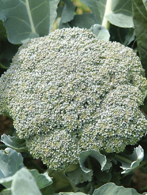 BROCCOLI ‘Green Magic’ F1  - Brassica oleracea var. italica