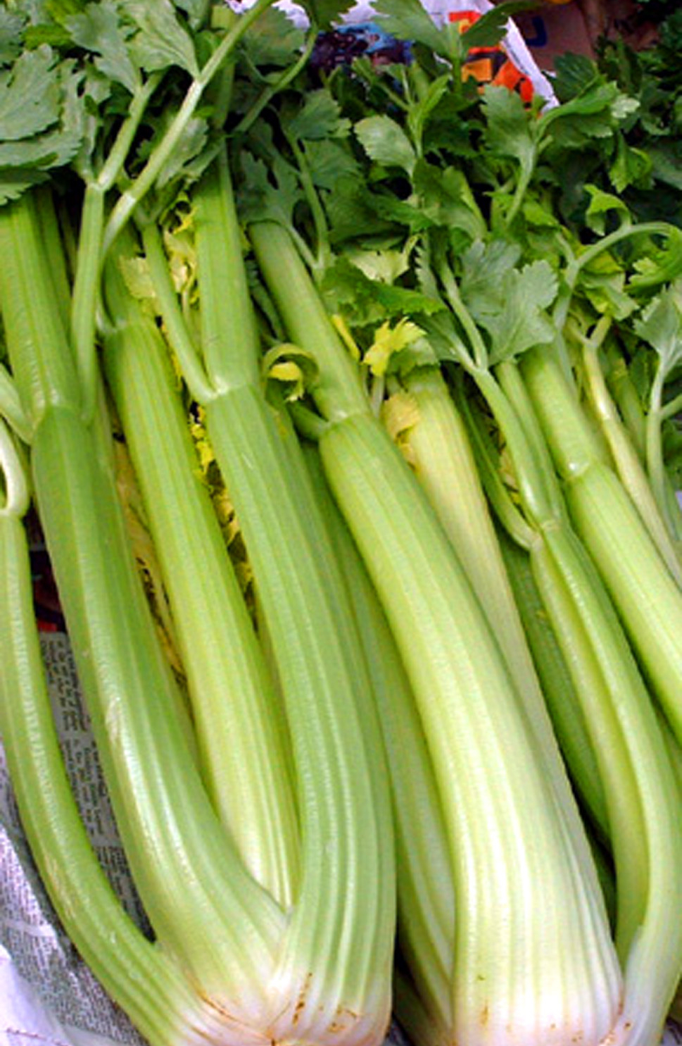 Celery ‘Tall Utah’  - Apium graveolens