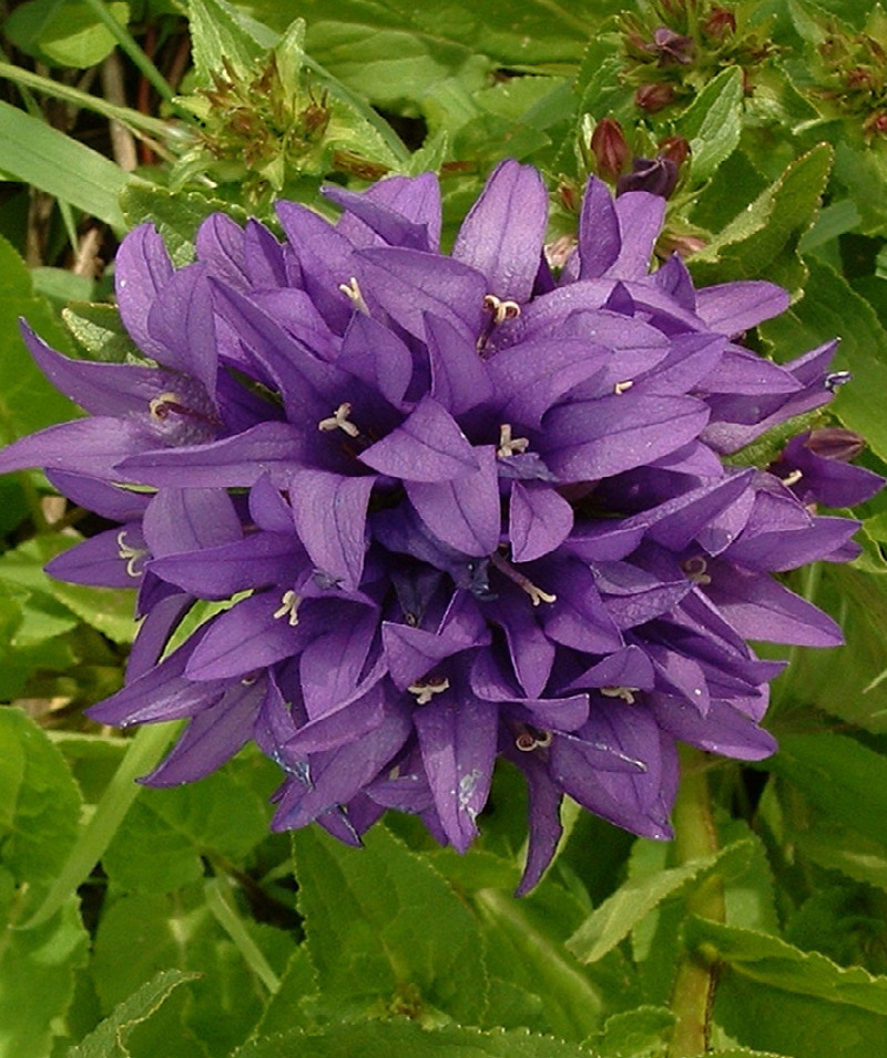 Clustered Bellflower - Campanula glomerata var. dahurica