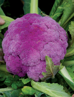 Cauliflower ‘Purple Sicily’ - Brassica oleracea var. botrytis