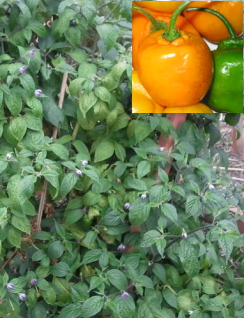 Chilli ‘Tree Chilli/Rocoto’  - Capsicum pubescens