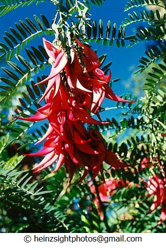 PARROT BEAK - Clianthus puniceus