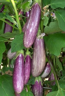 EGGPLANT ‘Lavender Blush’ F1 - Solanum melongena 