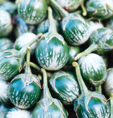 Eggplant ‘Thai Green’ F1  - Solanum melongena
