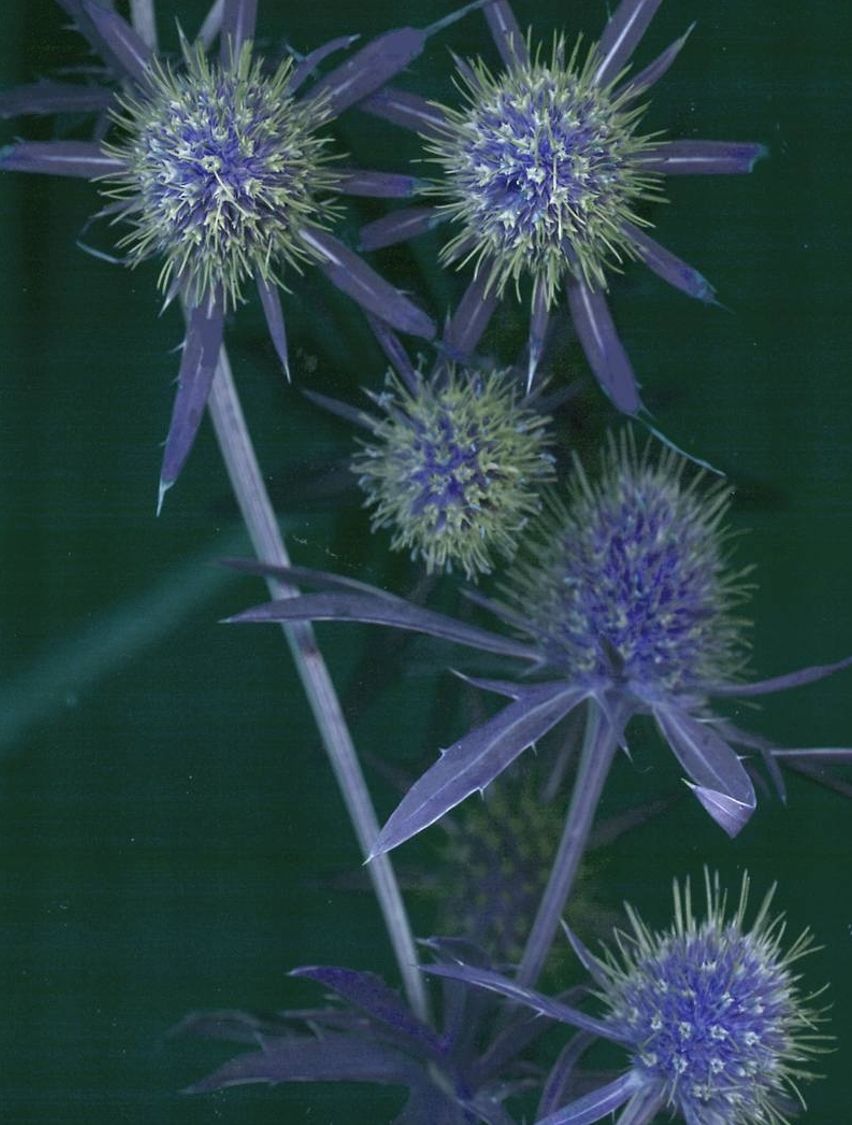 Sea Holly 'Blaukappe' - Eryngium planum ‘Blaukappe’
