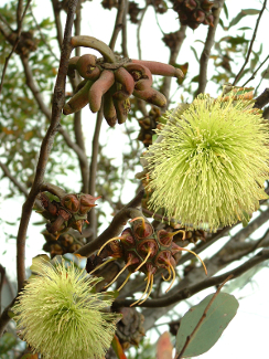 Bushy Yate - Eucalyptus conferruminata (lehmannii)