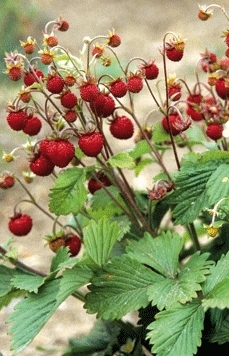 Woodland Strawberry - Fragaria vesca var. vesca