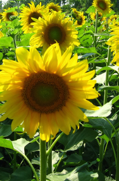 Sunflower ‘Oil Drop’ - Helianthus annuus Oil Drop