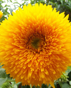 Sunflower ‘Double Dazzler’  - Helianthus annuus Dazzler
