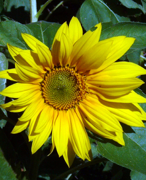 SUNFLOWER - DWARF | Flower Seed | Southern Harvest