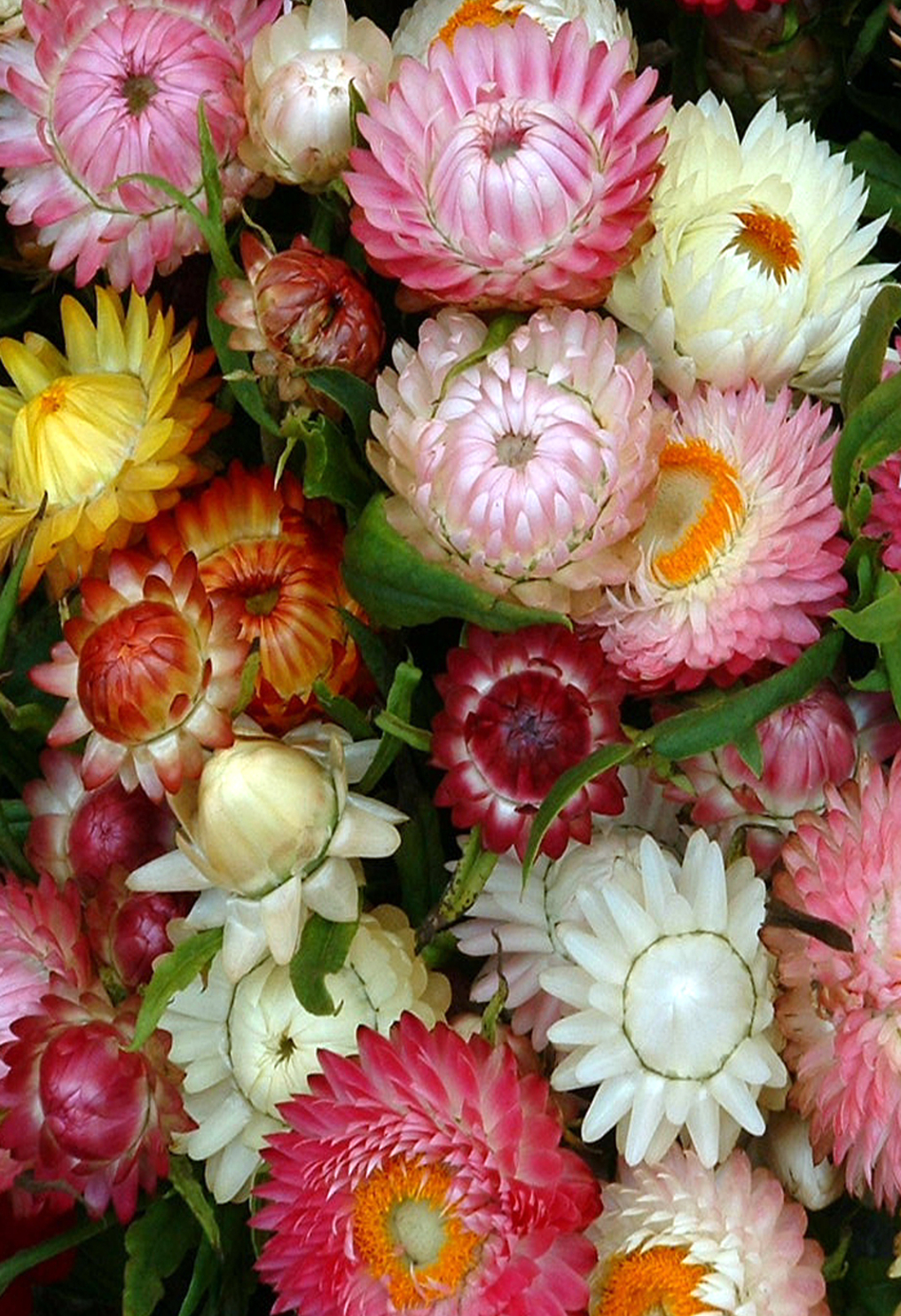 STRAW FLOWER ‘Colourful Mix’  - Helichrysum monstrosum mix