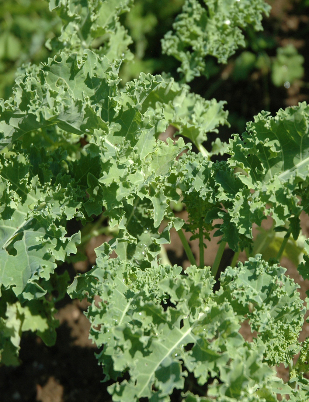 Kale 'Green Cossack' - Brassica oleracea L. var. Acephala
