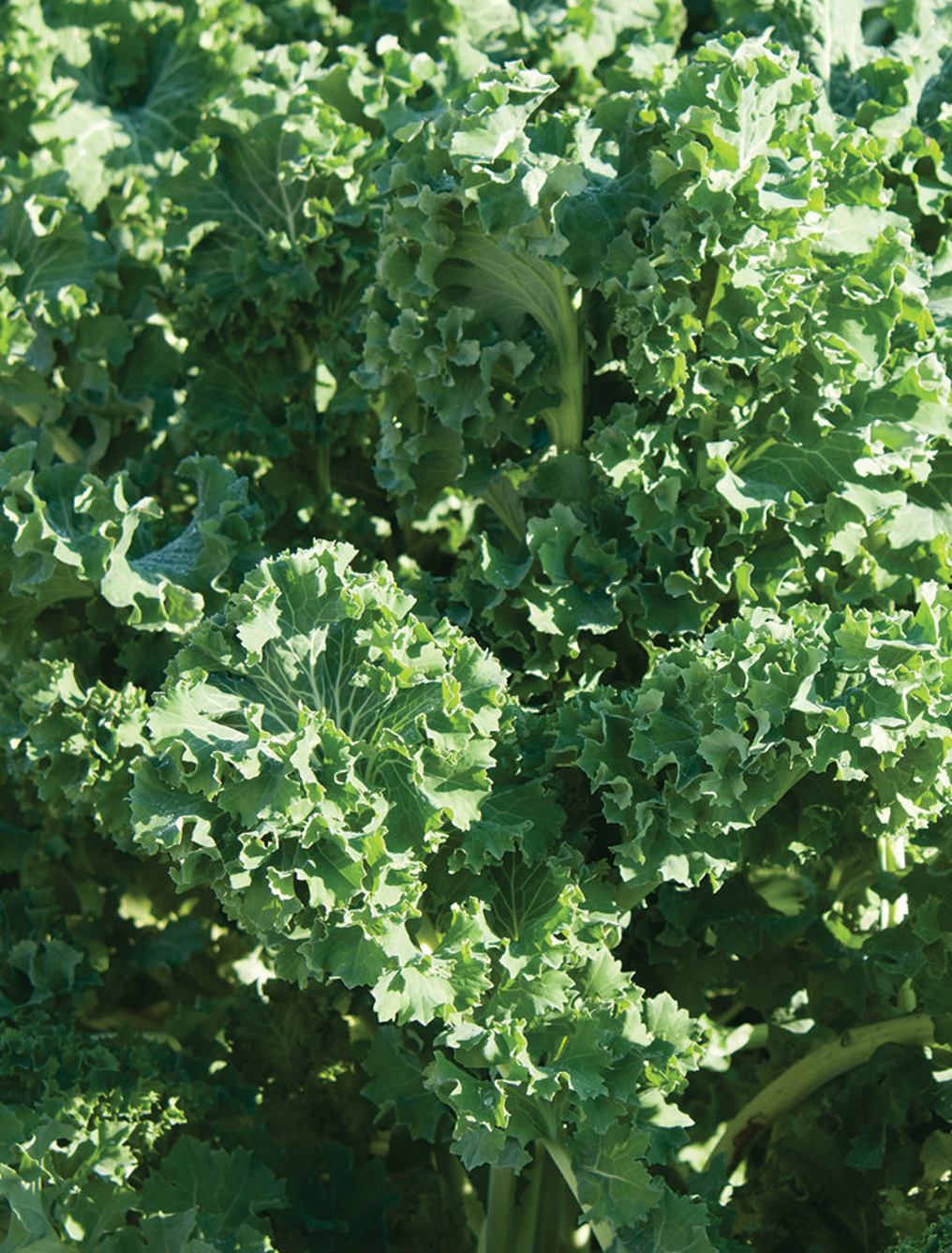 KALE ‘Siberian’ - Brassica napus pabularia