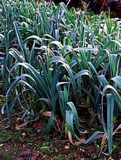 LEEK ‘Blue Solaise’ - Allium porrum