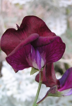SWEET PEA ‘Sweet Velvet’ - Lathyrus odoratus 'Sweet Velvet'