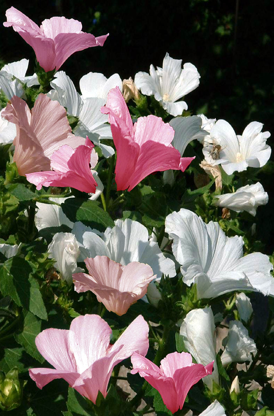 MALLOW ‘Pink&White’ - Lavatera trimestris 