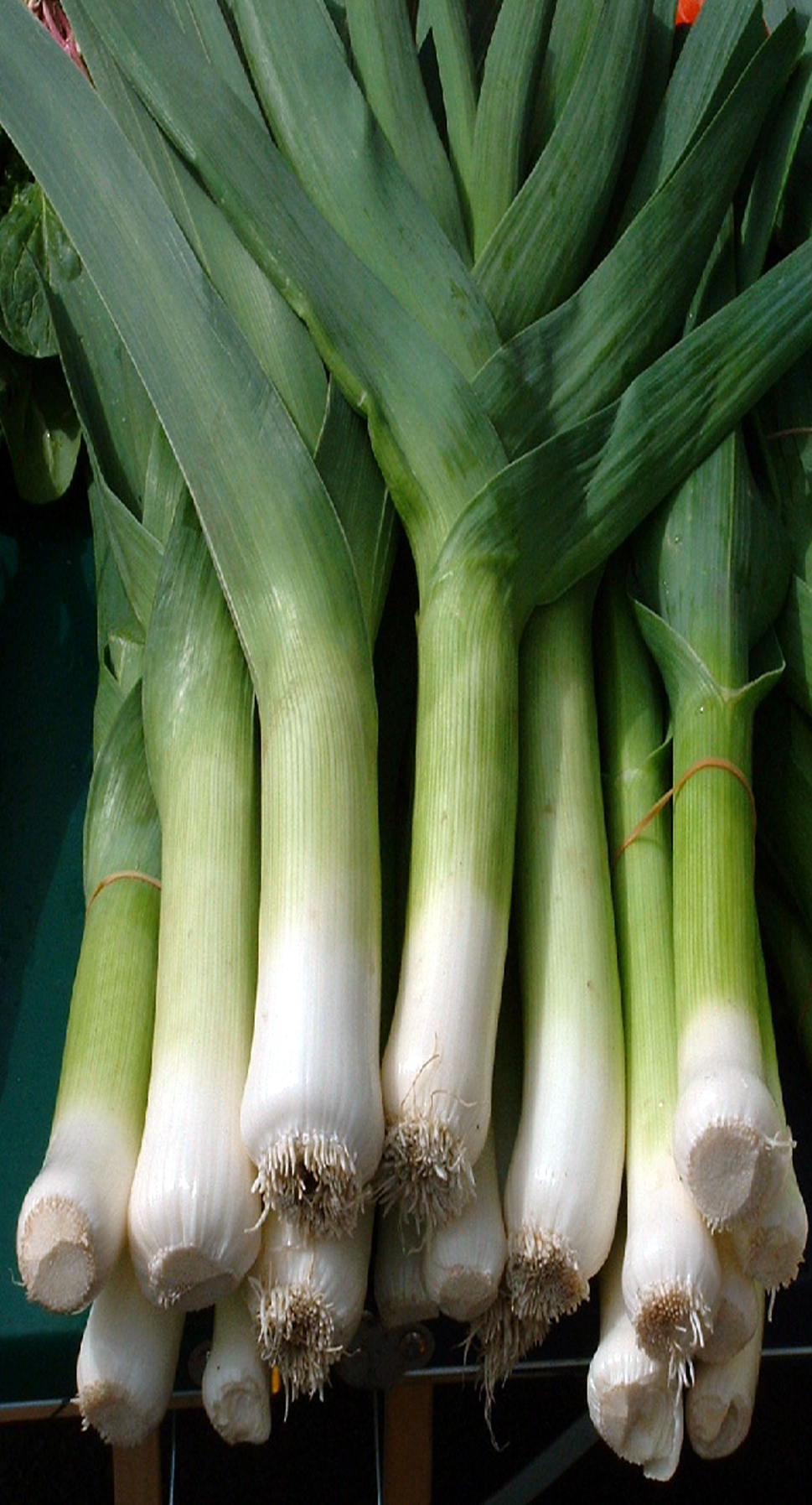 LEEK ‘Bulgarian Giant’ | Leek | Southern Harvest