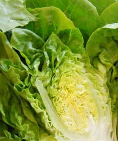 Lettuce 'Little Gem' - Lactuca sativa