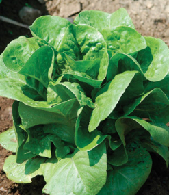 Lettuce 'Winter Density' - Lactuca sativa