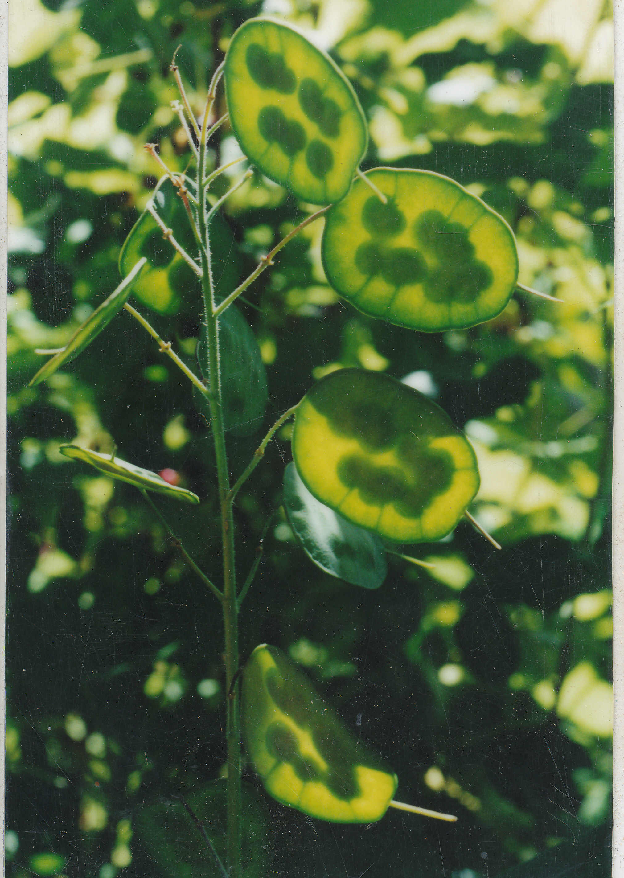 HONESTY - Lunaria biennis