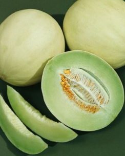 Melon ‘Honey Dew Green’ - Cucumis melo