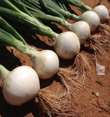 Onion ‘White Knight’ F1 - Allium cepa