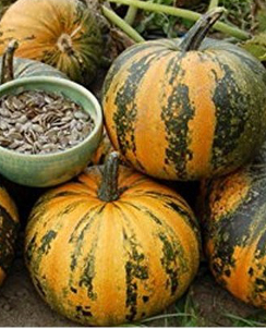 Pumpkin ‘Styrian Hulless’ - Cucurbita pepo