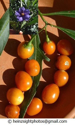 Kangaroo Apple - Solanum laciniatum