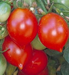 Tomato 'Riesentraube' - Lycopersicon esculentum