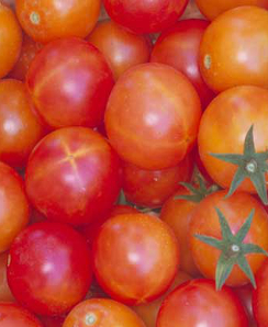 Tomato ‘Isis Candy’ - Lycopersicon esculentum