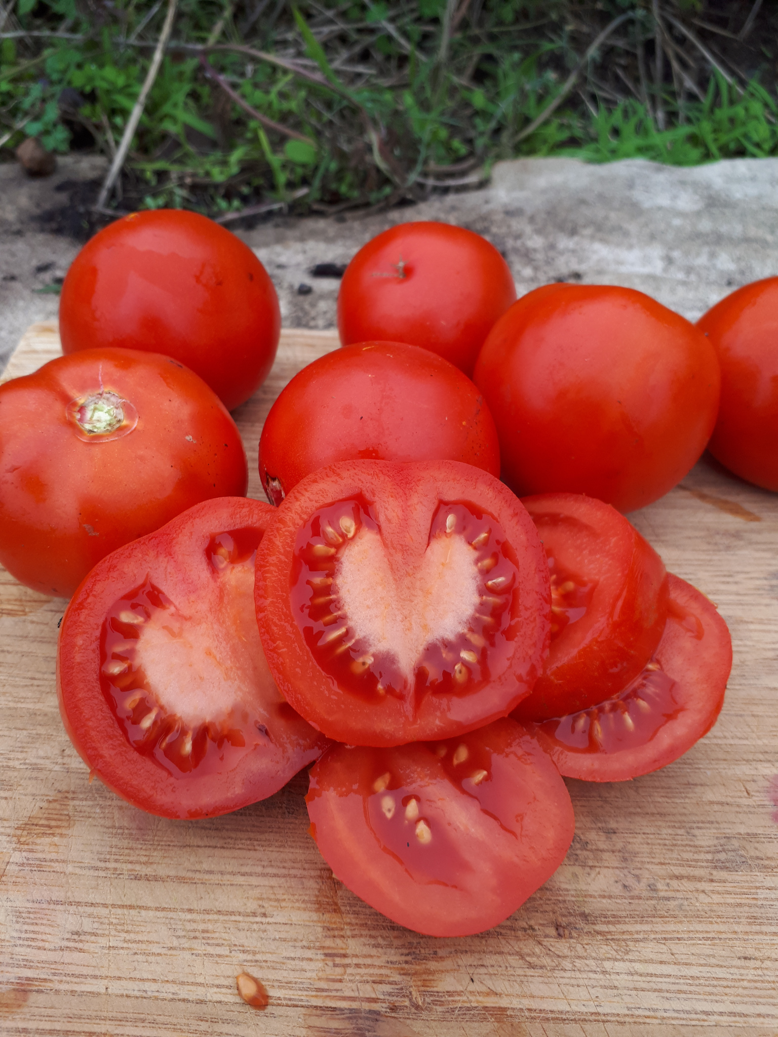 Tomato ‘Siberian’ - Lycopersicon esculentum