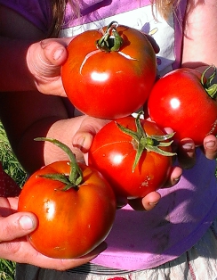 Tomato ‘St. Pierre’ - Lycopersicon esculentum