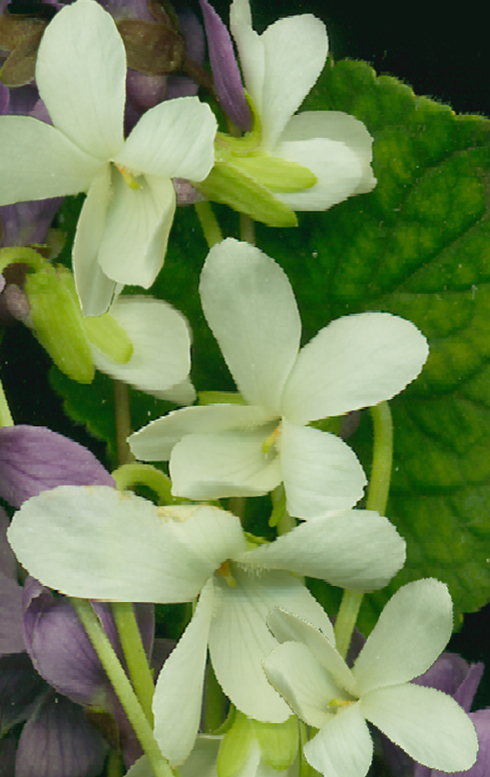 Sweet Violet - White - Viola odorata ‘Reine de Neiges'